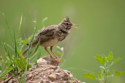 Crested lark, galerida cristata, crested lark, birds, Bulgaria, song, larks, passeri, singing,