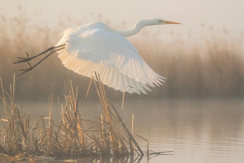 Great Egret (Ardea alba) flying at sunrise, Subotica, Serbia