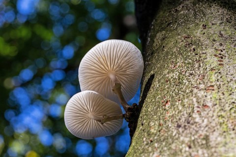 Beech slime beetle (Mucidula mucida), plant, mushroom, fungi, carrot, Mecklenburg-Western