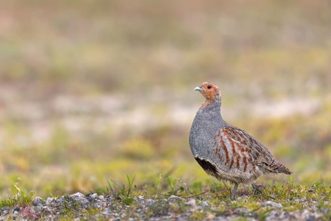A grey partridge (Perdix perdix) in spring with the typical dark breast patch, Denmark