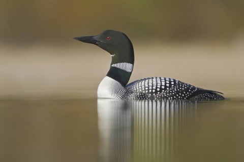Great Northern Loon (Gavia immer), British Columbia, Canada