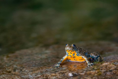 Mountain toad, bombina variegata, yellow-bellied toad, amphibians, amphibians, camouflage, FFH,