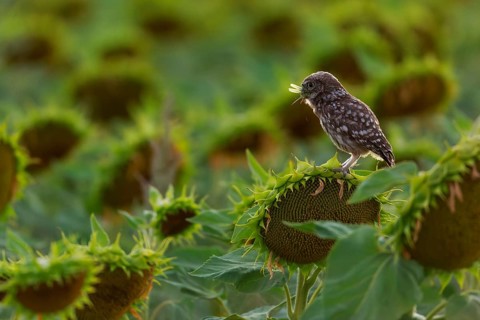 Little Owl (Athene noctua) juvenile perched in a sunflower field eating a grasshopper, Andalusia,