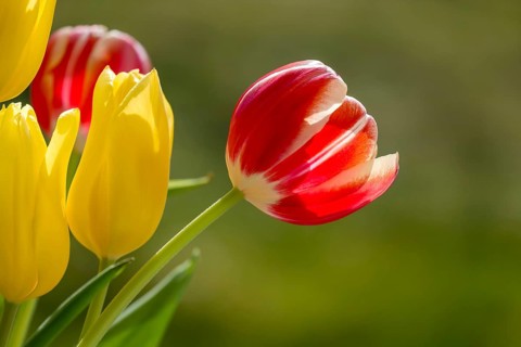 Tulips (Tulpia), red and yellow, Rhineland-Palatinate, Germany