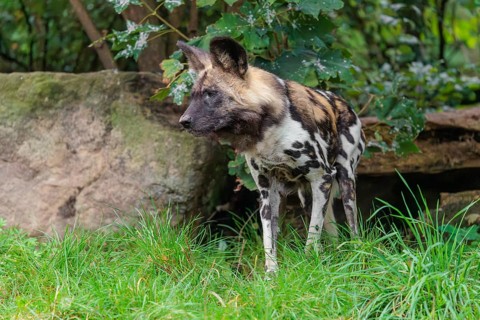 African wild dog, Lycaon pictus, running through the green vegetation