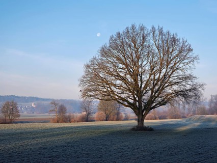 English oak (Quercus robur), in the morning light, Reuss plain, Aristau, Freiamt, Canton Aargau,