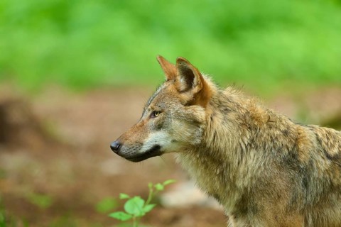 A wolf seen in profile, looking alert, standing in a green woodland area, summer, wolf (Canis