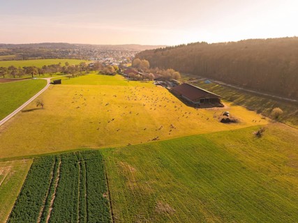 Aerial view of a pasture with sheep and a farm in the middle of the vast landscape, Gechingen,
