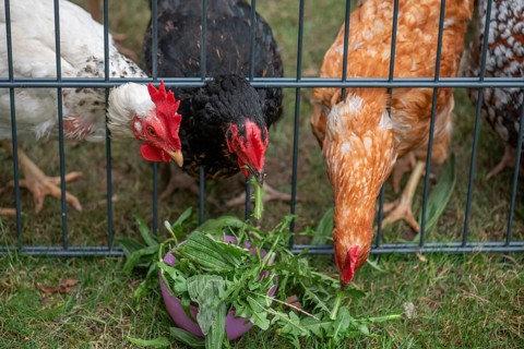 Domestic chickens (Gallus gallus domesticus) pecking dandelions through a grid, North