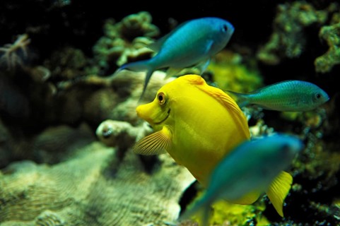 Yellow Seabass (Zebrasoma flavescens) in the aquarium at Nuremberg Zoo, Nuremberg, Middle