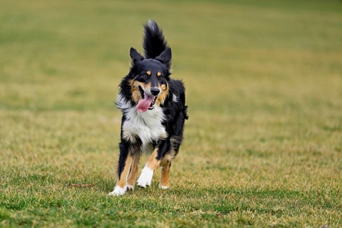 Mixed breed dog between Border Collie and Australian Shepherd jumps across meadow, Switzerland