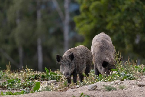 Two adult wild boar or wild pig (Sus scrofa) walking over an opening with some flowering plants