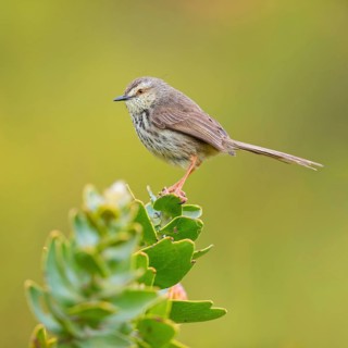 Spotted Prinia, (Prinia maculosa), Karoo Prinia, Prinia du Karoo, Prinia del Karoo, Harold Porter
