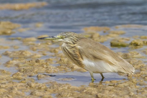 Squacco Heron (Ardeola ralloides), Oman