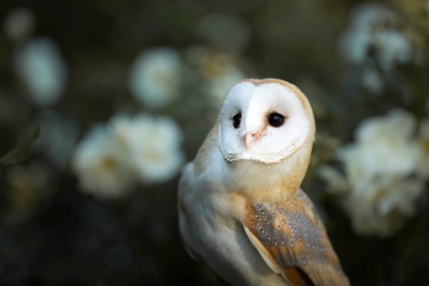 Western Barn Owl (Tyto alba) captive, among flowers, Germany