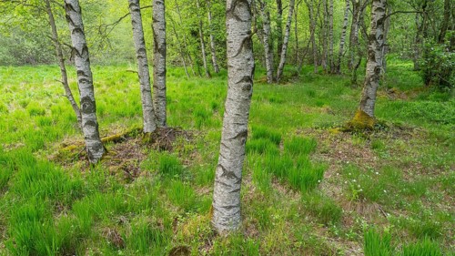 Carpathian birch forest (Betula pubescens), Rotes Moor, Rhön Biosphere Reserve, Hesse, Germany