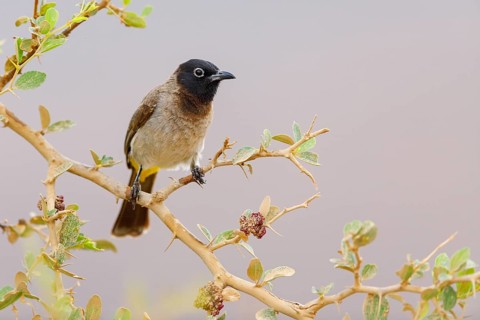 Yellow-vented Bulbul, Yellow-eyed Bulbul, White-eyed Bulbul, White-spectacled Bulbul, (Pycnonotus