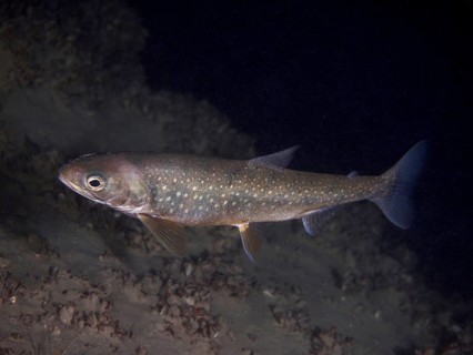 Lake char (Salvelinus umbla), char, swimming alone in a dark underwater landscape, Parkhaus Post