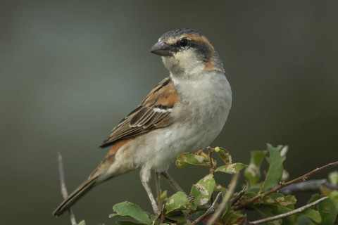 Kenya Sparrow (Passer rufocinctus), Uganda