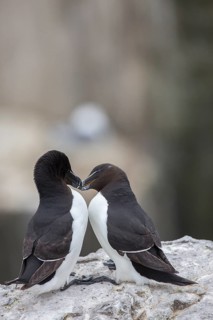 Razorbill (Alca torda) pair, displaying, Farne Islands, United Kingdom
