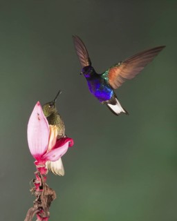 A Buff-tailed Coronet hummingbird (left) turns to check out a Velvet-purple Coronet coming to it's