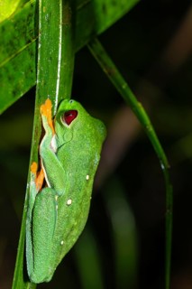 Macro shot of a Red-Eyed Tree Frog (Agalychnis callidryas) resting on a leaf. Vibrant colors show