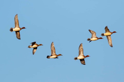 Eurasian Wigeon (Mareca penelope) group flying, Netherlands