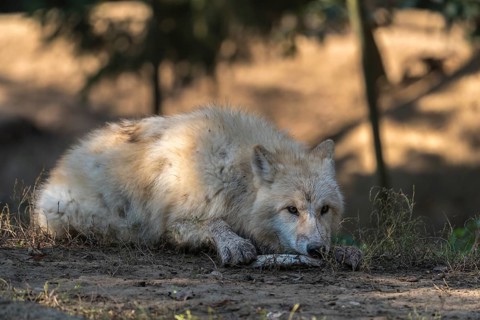 One Arctic wolf (Canis lupus arctos) lying on the forest floor, chewing on a bone. Green vegetation