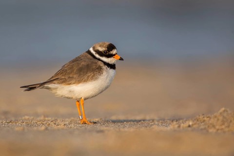 Common Ringed Plover (Charadrius hiaticula), Schleswig-Holstein, Germany