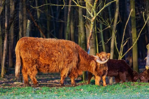 One Highland cow (Bos (primigenius) taurus) and three calves stand at a forest edge. The cow licks