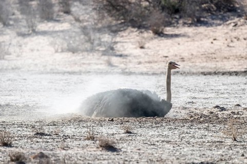 Dust bath, male, common ostrich (Struthio camelus), Kgalagadi Transfrontier National Park, Northern