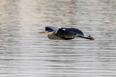A heron flies over the water in a cloudy weather atmosphere, grey heron, (Ardea cinerea), wildlife,