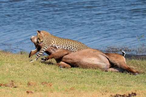 Leopard (Panthera pardus) with kill, waterbuck, Ihaha, Chobe National Park National Park, Botswana
