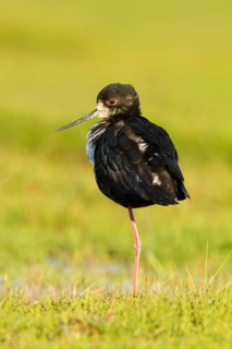 Black Stilt (Himantopus novaezelandiae), Glentanner, South Island, New Zealand
