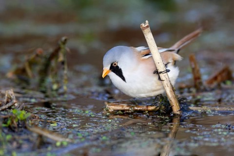 Bearded Reedling (Panurus biarmicus) male foraging in reedbed, Mecklenburg-Western, Pomerania,
