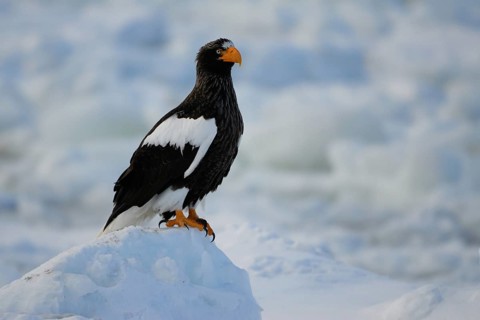 Steller's Sea Eagle (Haliaeetus pelagicus), Hokkaido, Japan