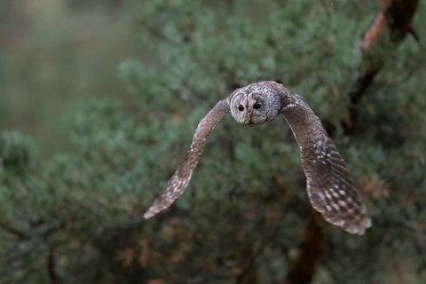 Tawny Owl (Strix aluco) flying, North Rhine-Westphalia, Germany