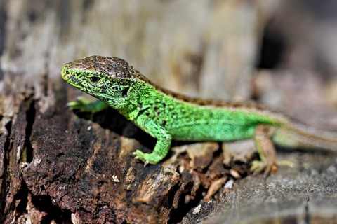 Sand lizard (Lacerta agilis), male in mating plumage, on woodpile, Switzerland