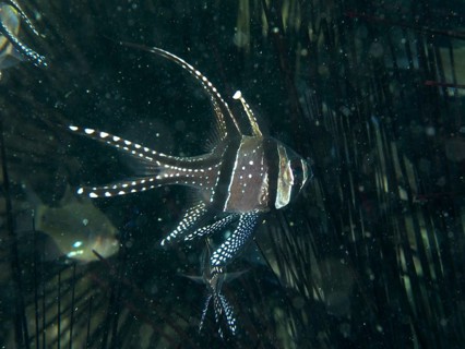 A Banggai cardinalfish (Pterapogon kauderni) seeks shelter amongst the spines of Diadem sea urchins