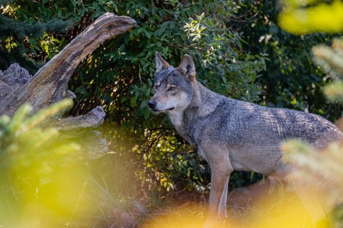 One eurasian gray wolf (Canis lupus lupus) standing in front of a green bush, partially hidden by