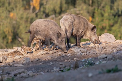 Two adult and some piglet wild boar or wild pig (Sus scrofa) walking over an opening with a green