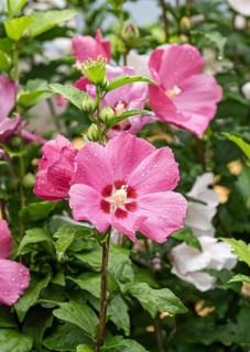 Garden marshmallow (Hibiscus syriacus 'Woodbridge'), Austria