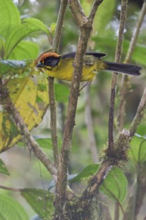 Bolivian Brush Finch (Atlapetes rufinucha) perched on a branch in Bolivia, South America