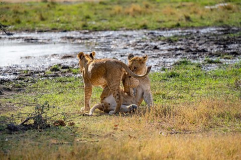 Lion (Panthera leo), two playful cubs fighting playfully, Khwai, Okavango Delta, Moremi Game