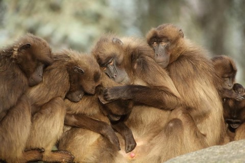 Group gelada baboon (Theropithecus gelada) crowded together during sleep, sleeping, relaxing,
