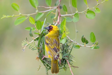 Ruppell's Weaver, Rueppell's Weaver, (Ploceus galbula), weaver bird building a nest, weaver birds,