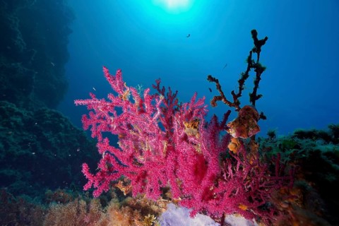 Bright red coral, Violescent sea-whip (Paramuricea clavata), in the blue light of the underwater