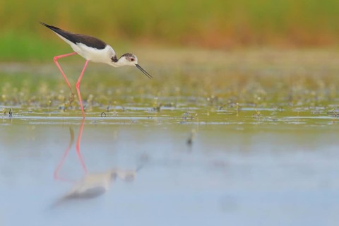 Black-winged Stilt (Himantopus himantopus) foraging, Lazio, Italy