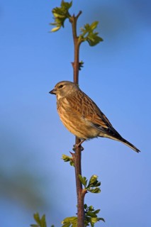 Linnet, Common Linnet, Eurasian Linnet, (Carduelis cannabin), (Acanthis cannabina), Linotte