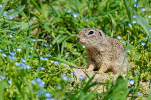A fully grown ground squirrel (Spermophilus citellus) sits in a green meadow on a sunny day,